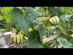 Winter Squash on a Trellis: Growing Vertically Through Wood Chips