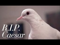 Goodbye, Caesar