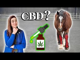 How To Help An Aging Horse