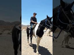 Los caballos de andar a pie y monta más raros del mundo