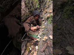 #wildmushrooms