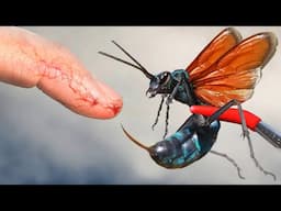 Stung by the Most Painful Wasp in America!