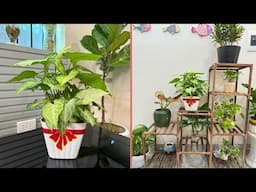Hanging, Stacking, Styling: Creative Plant Displays for Any Home