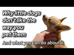 R E S P E C T find out what it means to... LITTLE DOGS
