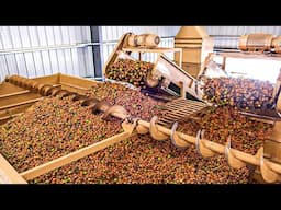 6.8 Billion Pounds Of Walnut Harvested This Way In Australia - Walnut Processing Factory
