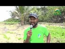 Illegal Sand Mining Discovered at Grande Anse Beach Wildlife Nesting Sites Damaged