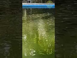 Uncovering the Mysteries of Fish Pond – A Journey of Discovery