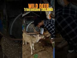 Wild Deer roaming freely in Trincomalee, Srilanka without any fear #deer #trincomalee #srilanka
