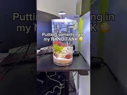 Adding live animals to my NANO TANK!?