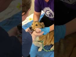 32 dogs removed from unlicensed breeder in Cedar County