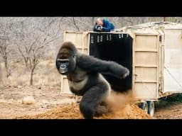 These Animals Are Being Freed for the First Time