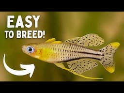 Easiest NANO FISH To BREED! | Top 5 Fish!