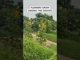 Flowers That Bloom Among the Graves