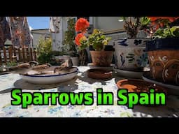 Slow TV - Watching the Spanish Sparrows