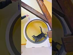 Not a Cat Person? This Shelter Visit Might Change Your Mind | Quellenhof Passbrunn
