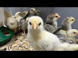 How To Hatch Your Own Chicks At Home