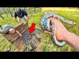 Catching Snakes in Houston Texas! - Buttermilk Racers, Copperheads, and More!