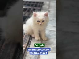 Beautiful Persian Kitten sale on Eid 2025