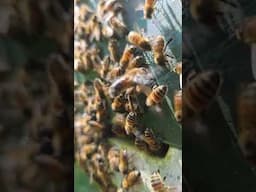 Busy Busy Busy 🐝