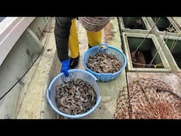 4月5日海苔網撤去　沖ベタから。