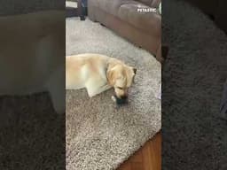 Dog Gently Plays With Tiny Budgie – The Sweetest Friendship Ever!