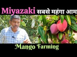 सबसे महंगा आम Miyazaki mango farming, Japanese mango, #miyazaki #mangofarming