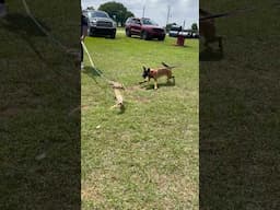 Flirt Pole with Puppy Malinois “Waffles”