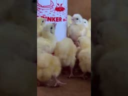 Brooding 200 Day Old Broiler 🐥