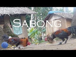 Cockfighting in the Philippines