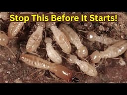 How to STOP TERMITES From Entering Your Home