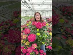 Plant Of The Day: Wee Bit Grumpy® 30% Off (June 14, 2025)