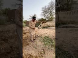 Lovely camel #samadpetsvlog #animals #pets #reels #trendingshorts