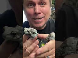 #throwback #brianbarczyk #gargoylegecko #milkfrogs #aldabratortoise #reptiles #amphibians