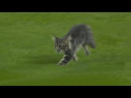 Funniest Animal Moments in Sports!