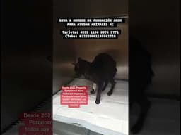 Proyecto Paranormal dona todos sus ingresos a Fundación Anum. Les presento el último rescate