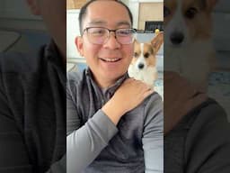 My Corgi is a Little Too Short #corgi #dogs #shorts
