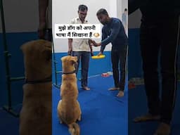 Multi-language Dog tricks 🐶 #shortsfeed #youtubeshorts #dogshorts