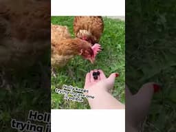Ex-caged hens Holly and Miranda deserve to have tasty snacks and #blackberries just didn't cut it!