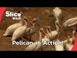 Exploring the American White Pelican | SLICE WILD | FULL DOC