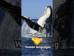 Whale songs 🤝 human languages