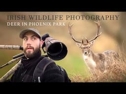 Deer in Phoenix Park - Irish Wildlife Photography