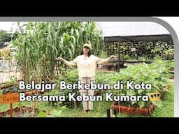 Inspirasi Berkebun di Kota - Kebun Kumara