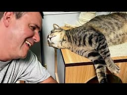 When a cat owns a special place in your heart ❤️ Cute Cat Show Love