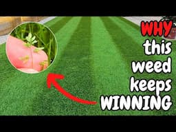 Why Your Lawn Keeps Getting Poa Annua (WEED GRASS)