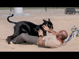 10 Dog Breeds Known as "Living Weapons"