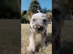🐶 You’ve Tried Everything Except This