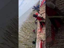 They threw branches in the sea—what grew on them made them rich! #shorts #trending #viralvideo