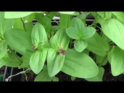Dealing With Botrytis Blight On Your Plants, Dealing With Gray Mold On Your Plants