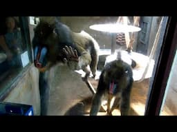 Japan Monkey Park