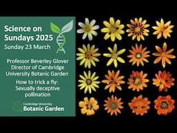 Science on Sundays – How to trick a fly: Sexually deceptive pollination